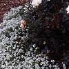 Lobularia maritima 'Snow Crystals', habit