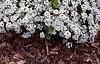 Lobularia maritima 'Snow Crystals', habit