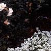 Lobularia maritima 'Snow Crystals', habit
