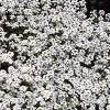 Lobularia maritima 'Snow Crystals', habit