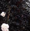 Lobularia maritima 'Snow Crystals', habit