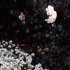 Lobularia maritima 'Snow Crystals', habit