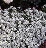 Lobularia maritima 'Snow Crystals', habit