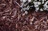 Lobularia maritima 'Snow Crystals', habit