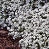 Lobularia maritima 'Snow Crystals', habit