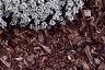 Lobularia maritima 'Snow Crystals', habit