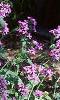 Lunaria annua, habit