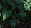 Lunaria annua, habit
