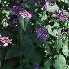 Lunaria annua, habit