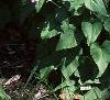 Lunaria annua, habit