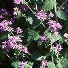Lunaria annua, habit
