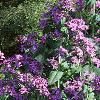 Lunaria annua, habit