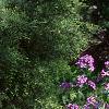 Lunaria annua, habit