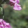 Lunaria annua, flowers