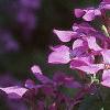 Lunaria annua, flowers
