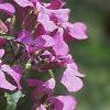 Lunaria annua, flowers