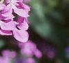 Lunaria annua, flowers