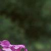Lunaria annua, flowers