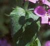 Lunaria annua, flowers