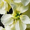 Matthiola incana 'Cinderella Yellow', flowers