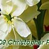 Matthiola incana 'Cinderella Yellow', flowers