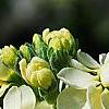 Matthiola incana 'Cinderella Yellow', flowers