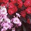 Matthiola incana 'Trysomic', habit