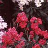 Matthiola incana 'Trysomic', flowers