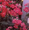 Matthiola incana 'Trysomic', flowers