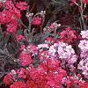 Matthiola incana 'Trysomic', flowers