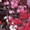 Matthiola incana 'Trysomic', flowers