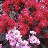 Matthiola incana 'Trysomic', flowers