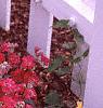 Matthiola incana 'Trysomic', flowers