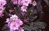 Matthiola incana 'Trysomic', flowers