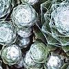 Sempervivum arachnoideum, leaves