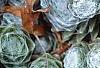 Sempervivum arachnoideum, leaves