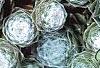 Sempervivum arachnoideum, leaves