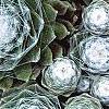 Sempervivum arachnoideum, leaves
