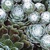 Sempervivum arachnoideum, leaves