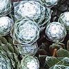 Sempervivum arachnoideum, leaves