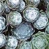 Sempervivum arachnoideum, leaves