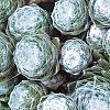 Sempervivum arachnoideum, leaves