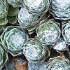 Sempervivum arachnoideum, leaves