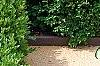 Buxus 'Green Mound', habit