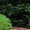 Buxus 'Green Mound', habit