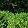 Buxus 'Green Mound', habit
