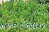 Buxus 'Green Mound', habit