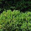 Buxus 'Green Mound', habit