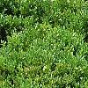 Buxus 'Green Mound', habit