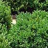 Buxus 'Green Mound', habit